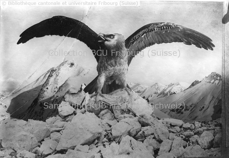 <strong>photomontage </strong>